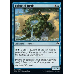 Tidepool Turtle // Tortuga...